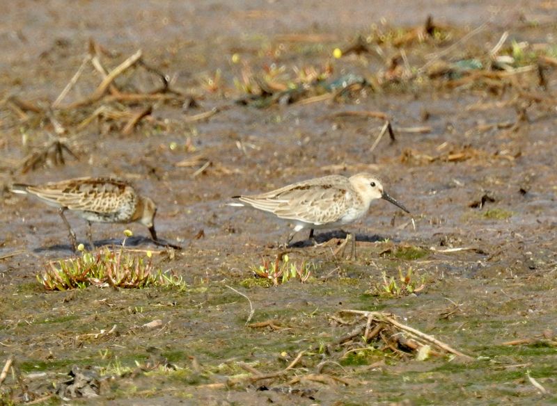 Dunlin at Bejershamn