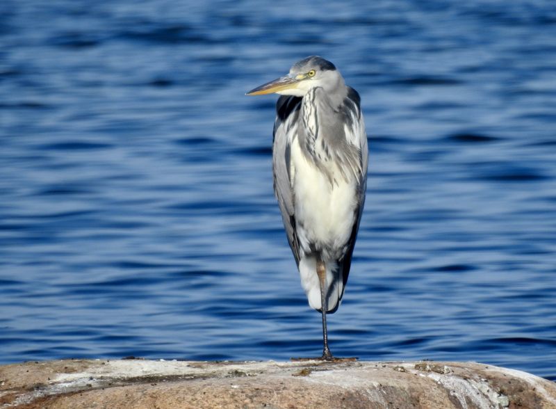 Grey Heron, Gråhäger (Ardea cinerea) Färjestaden Öland