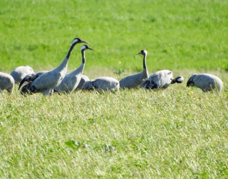 European Cranes, Tranor   (Grus grus) Mrbylnga, land .jpg