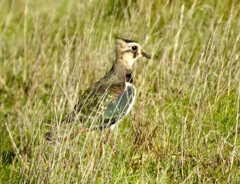 Vanellus vanellus juv.j Sternsa, land pg