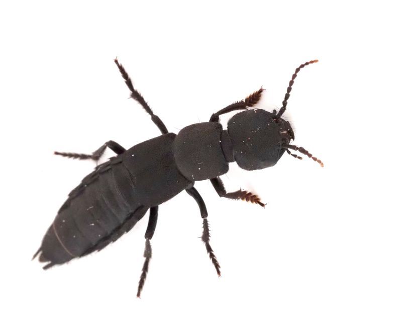 Jättekortvinge, Ocypus olens.jpg