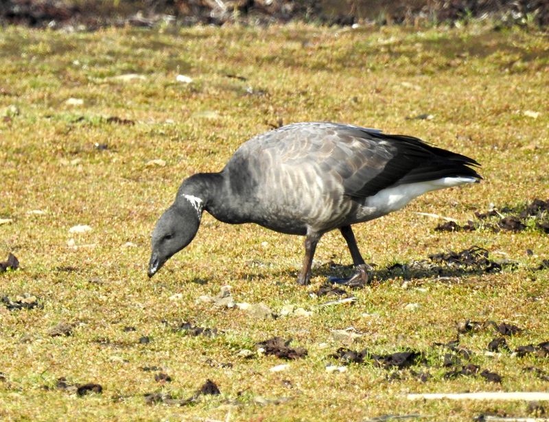 Prutgås, Branta bernicla hrota