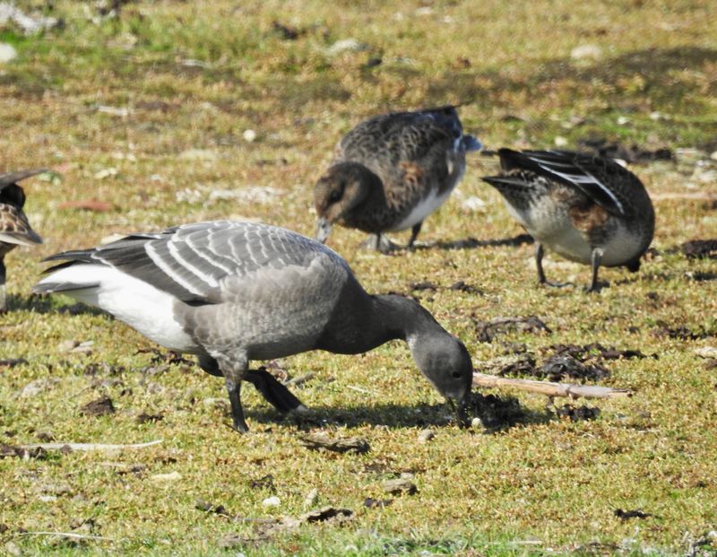 Prutgs, Branta bernicla hrota