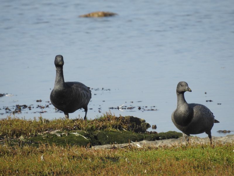 Prutgås, Branta bernicla hrota juv