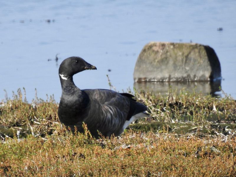 Prutgås, Branta bernicla bernicla juv