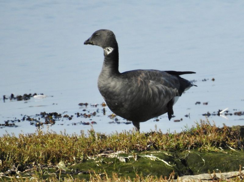 Prutgås, Branta bernicla bernicla