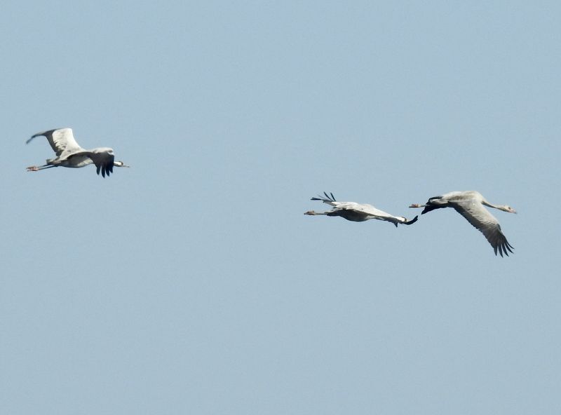 European Cranes, Tranor   (Grus grus) Sebybadet, land .jpg