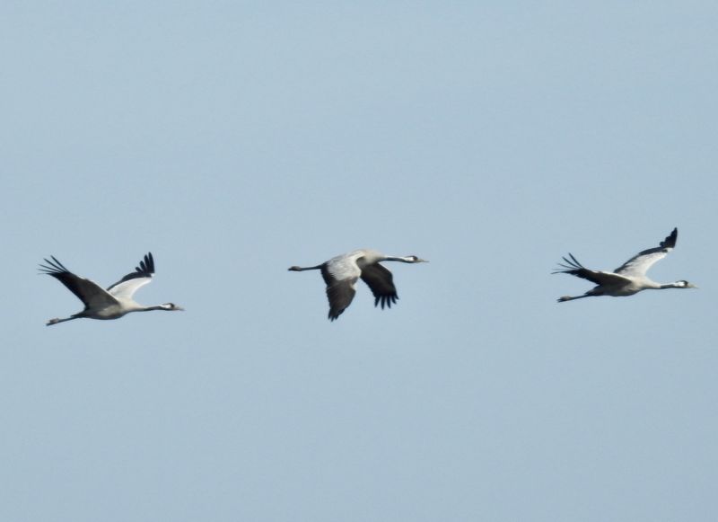 European Cranes, Tranor   (Grus grus) Sebybadet, land .jpg