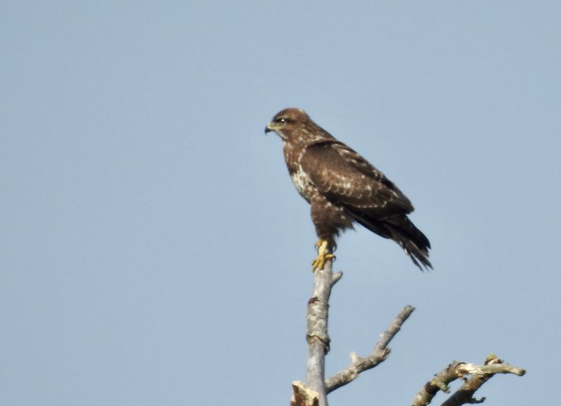 Eurasian Buzzard, Ormvrk   (Buteo buteo) Ottenby .jpg