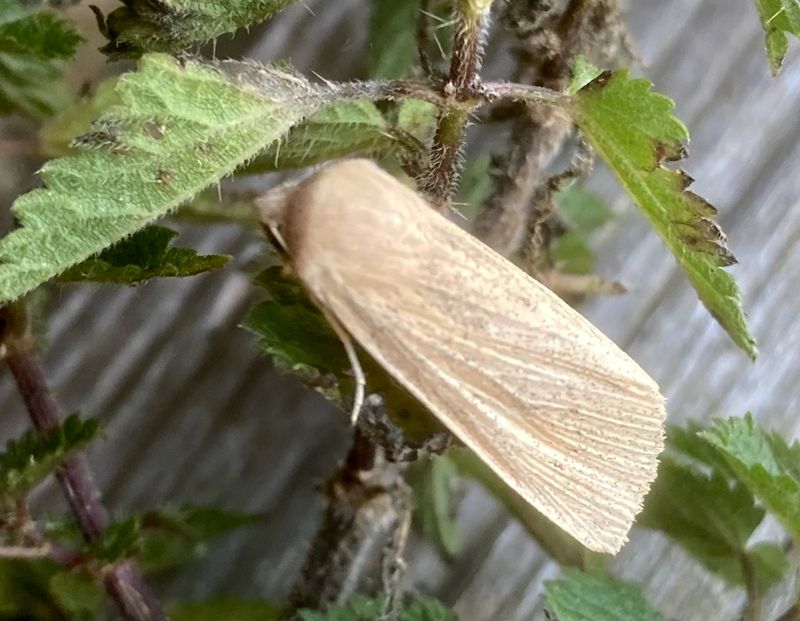 Kaveldunsfly, Nonagria typhae