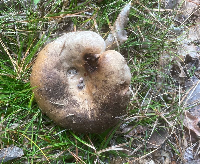 Svartkremla, Russula nigricans