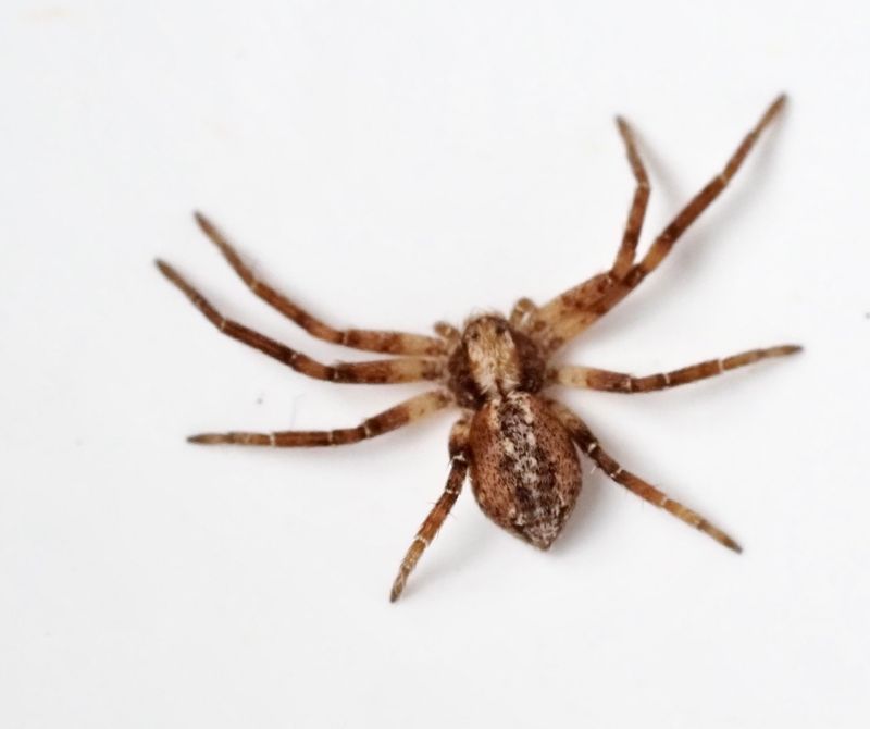 Gransnabblöpare, Philodromus collinus