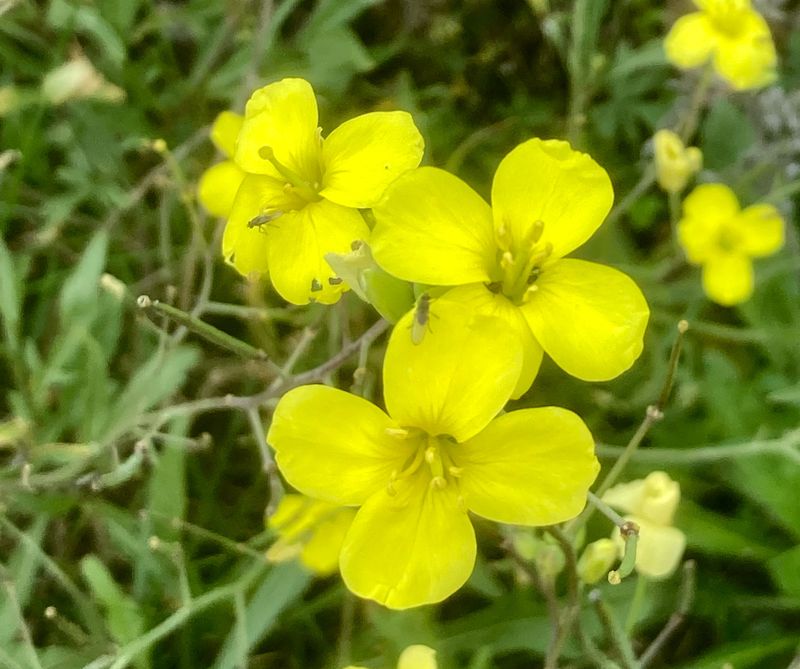 Sandsenap, Diplotaxis remifolia