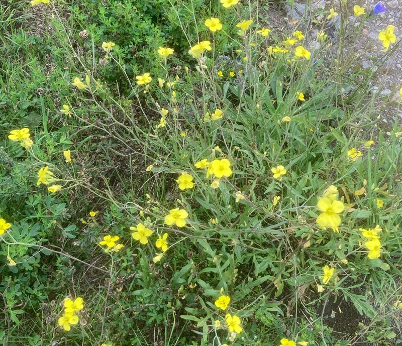 Sandsenap, Diplotaxis remifolia