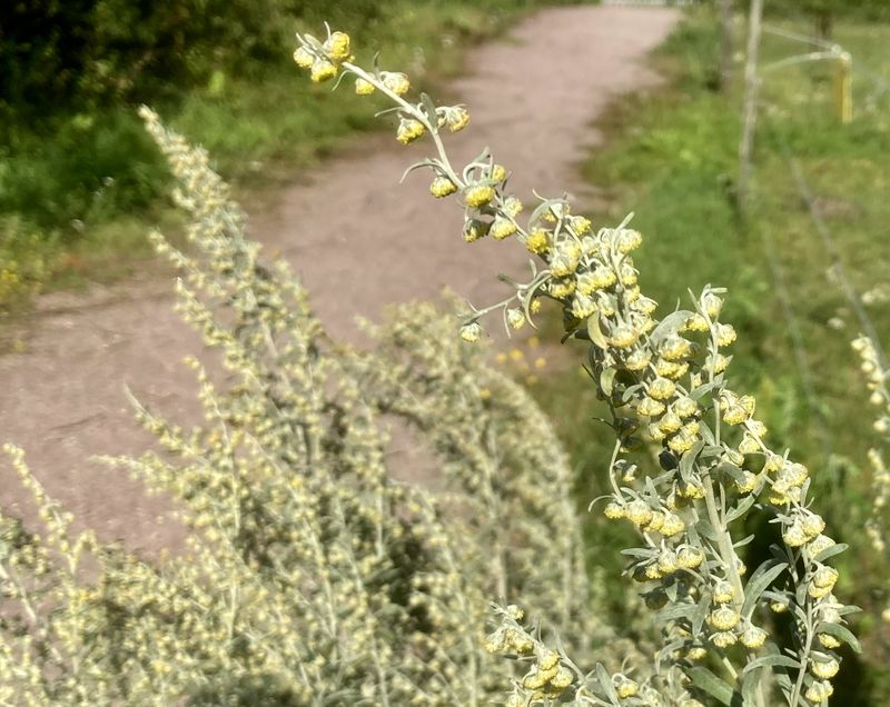 Malrt, Artemisia absinthium