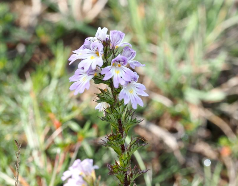 Lila gntrst, Euphrasia stricta