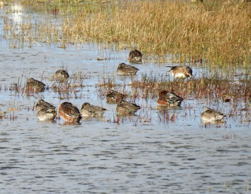 Resting Teal and Wigeon