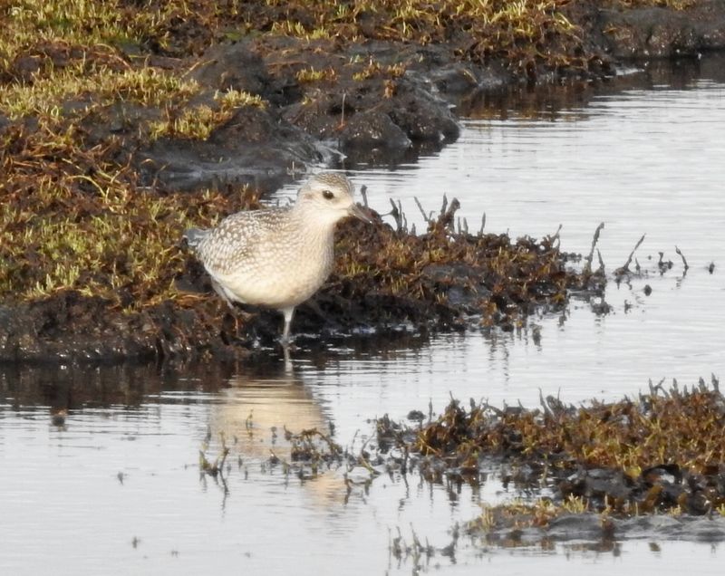Kustpipare, Grey Plover, Pluvialis squatarola