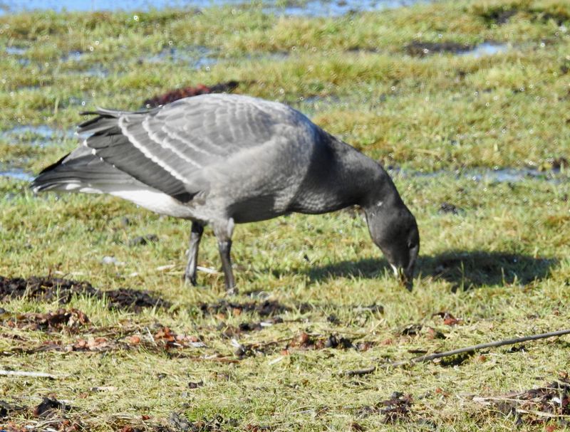 Brent goose taken at Ottenby Öland.jpeg