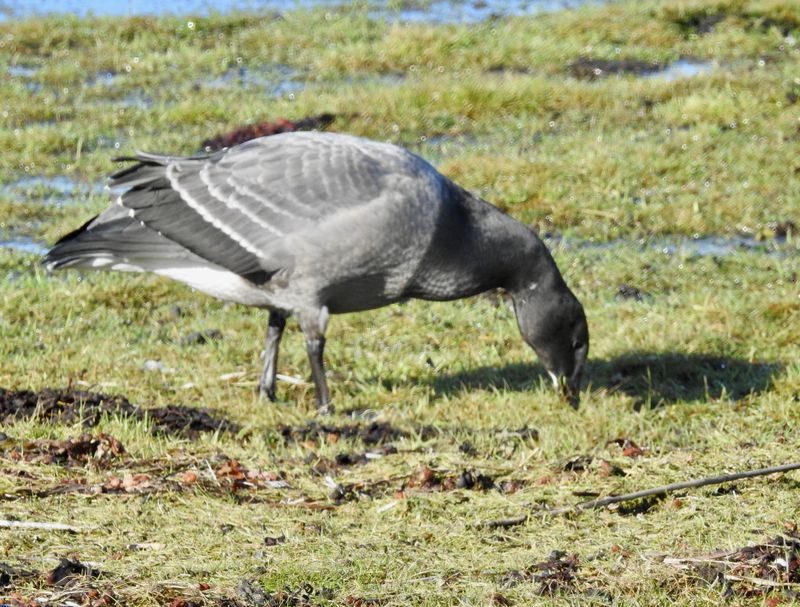 Brent goose taken at Ottenby land.jpeg