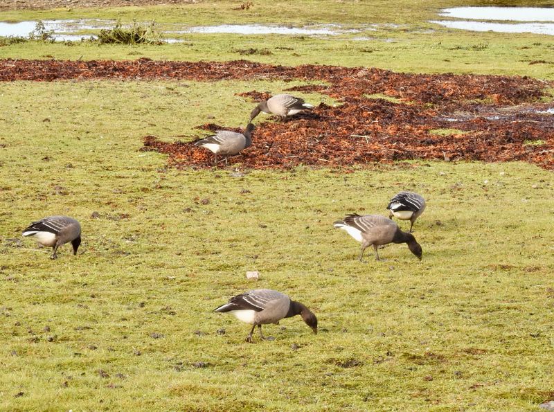 Brent geese taken at Ottenby landjpeg