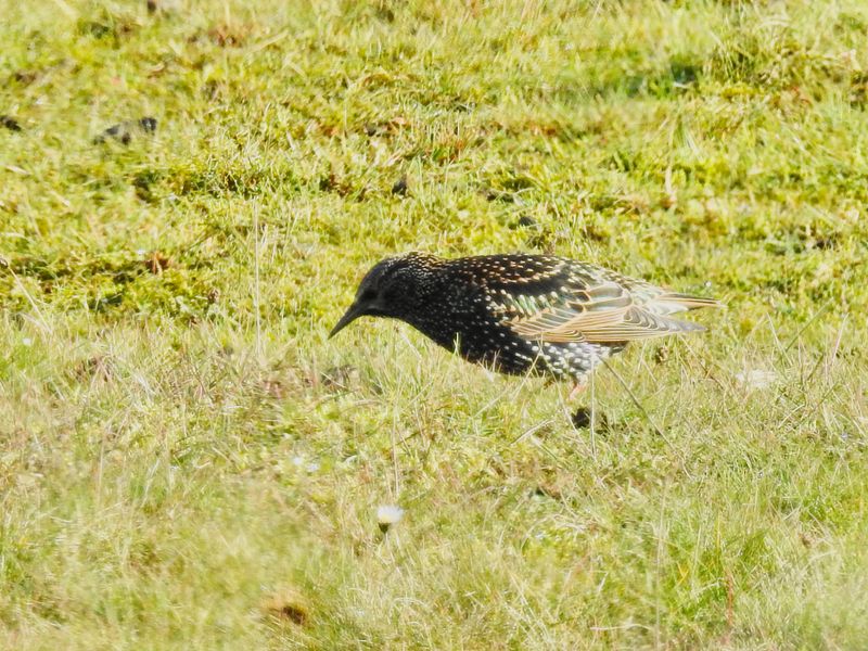 Starling in winter plumage, Ottenby land .jpeg