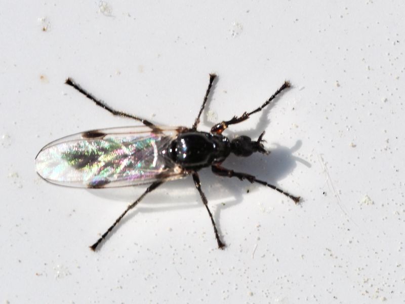 Dilophus femoratus hona