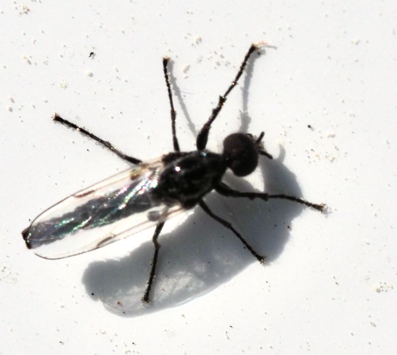Dilophus femoratus hane