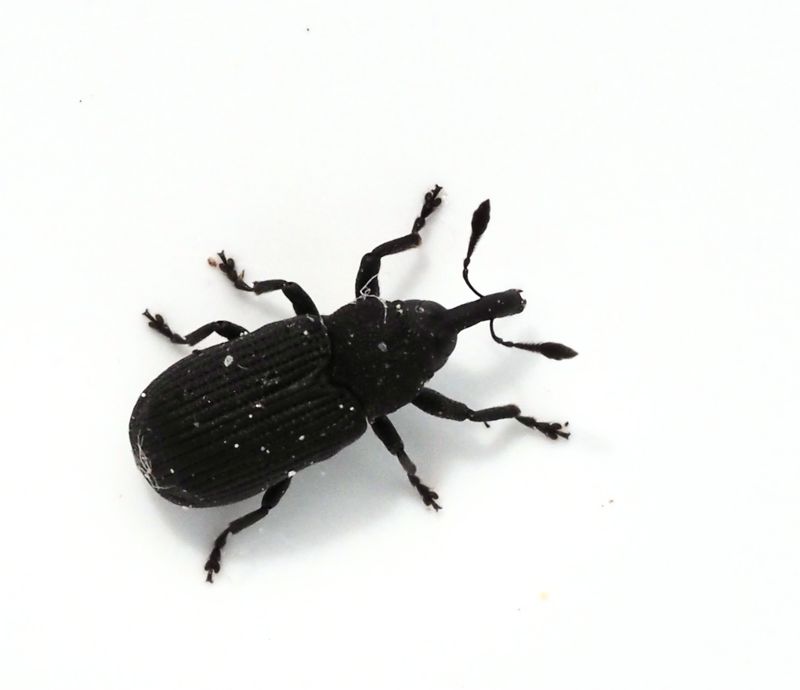 Bjrksplintvivel, Magdalis carbonaria