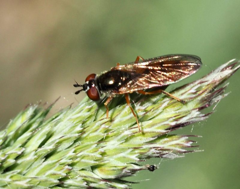 Strandfotblomfluga, Platycheirus immarginatus