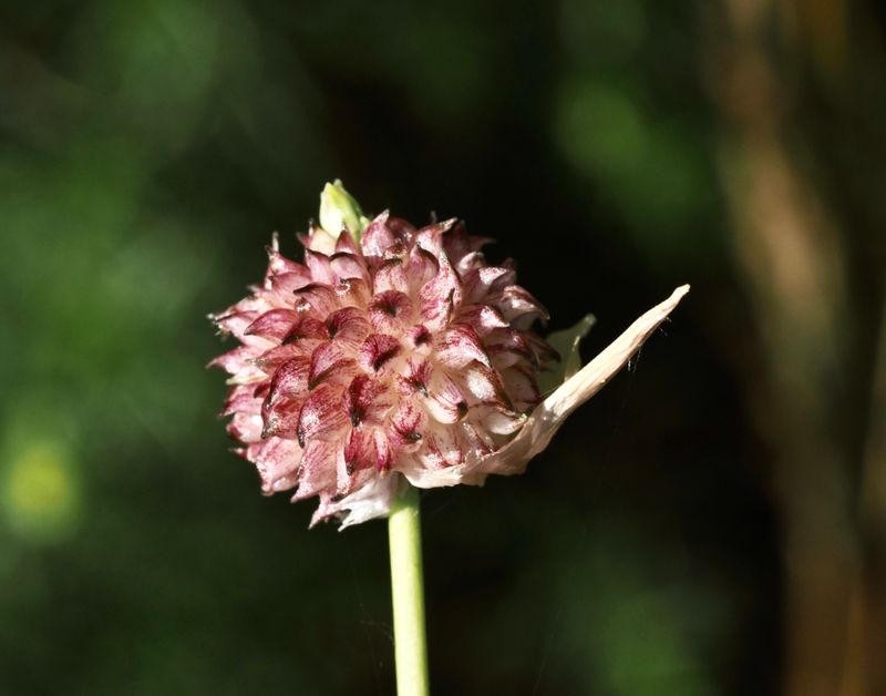 Sandlk, Allium vial