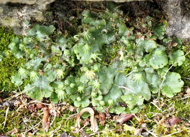 Lungmossa, Marchantia polymorpha