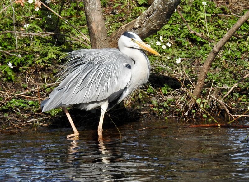 Grey Heron, Binga .jpeg