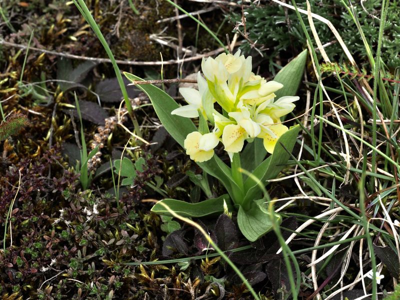 Taken at Gösslunda, Öland .jpeg