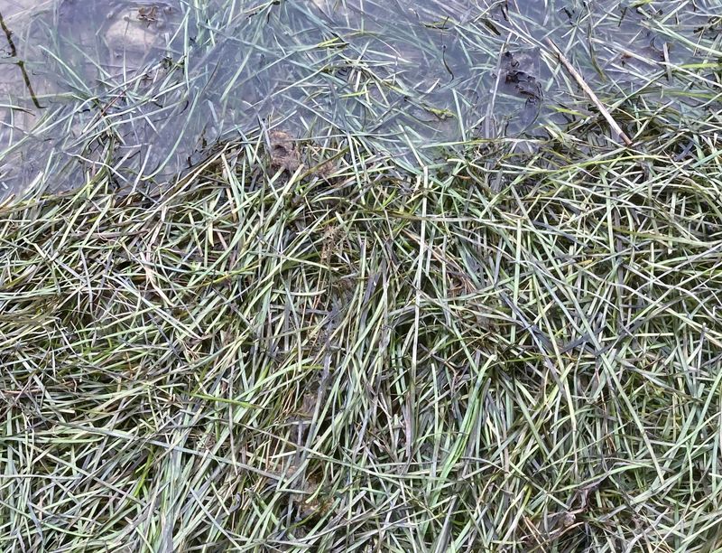 Åkgräsklippare, Zostera maritima .jpeg