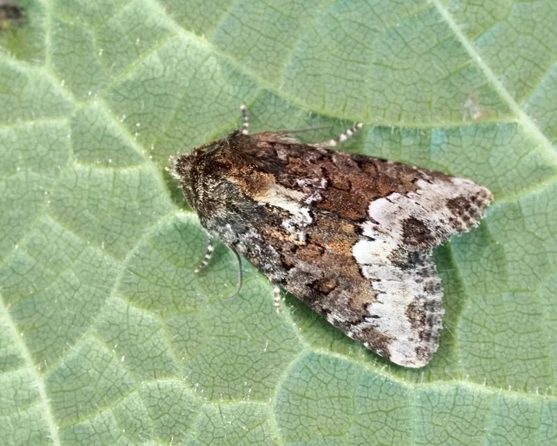 Brokigt ängsfly, Oligia versicolorjpeg