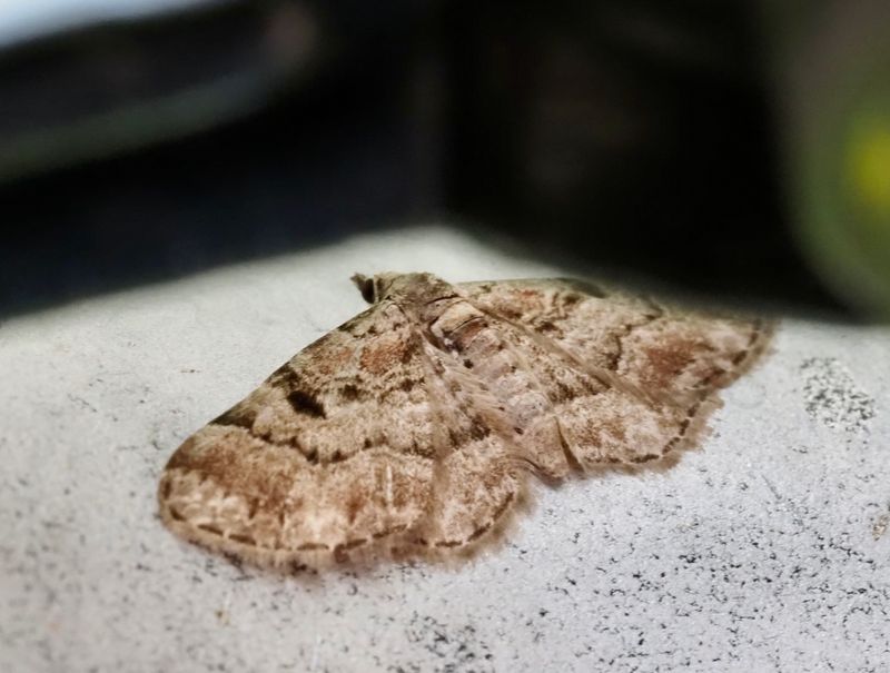 Större grankottsmätare, Eupithecia abietaria. jpeg