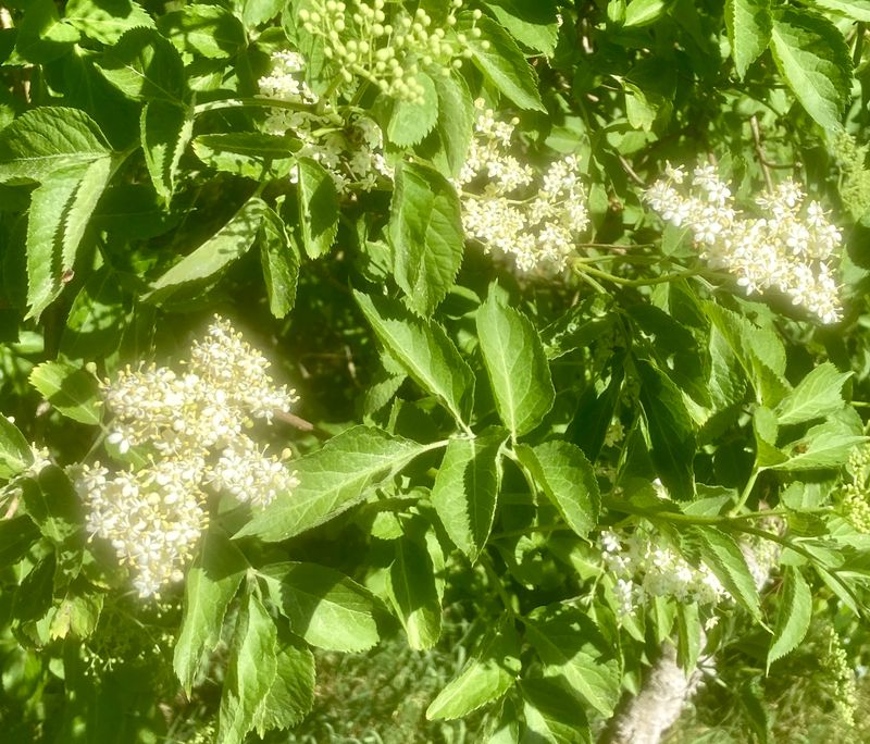 Fläder, Sambucus nigra. .jpeg