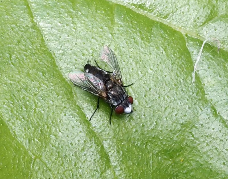 Metopia argyrocephala. jpeg