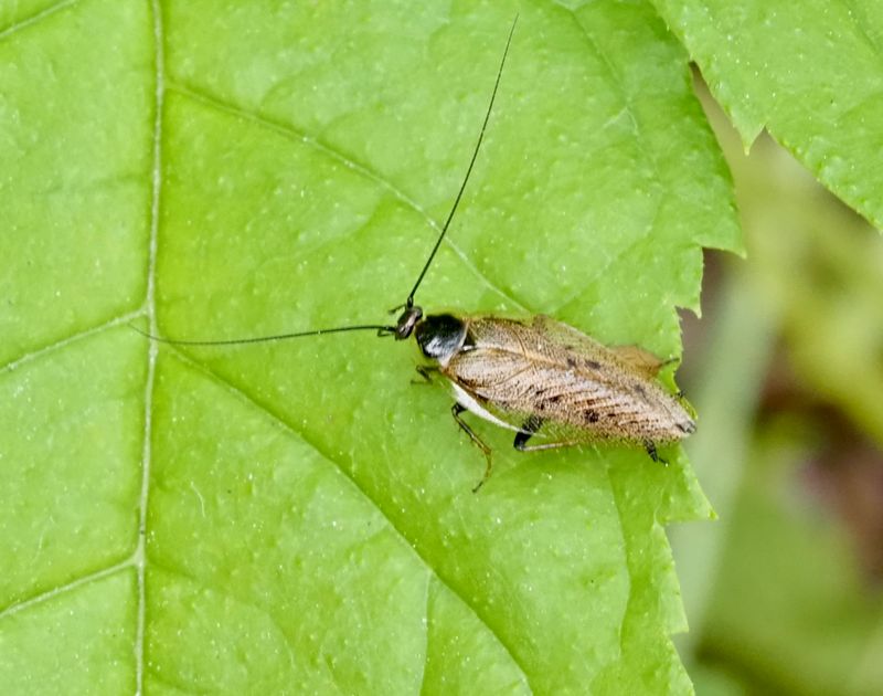 Skogskackerlacka, Ectobius lapponica