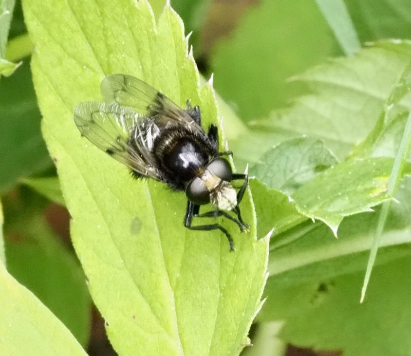 Humleblomfluga   (Volucella bombylans).jpg