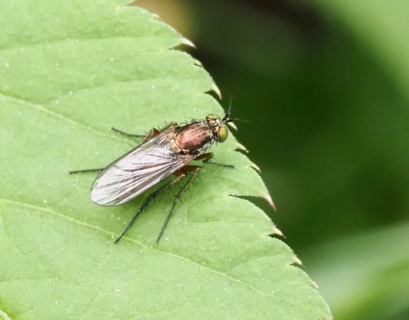 Dolichopus ungulatus.jpg