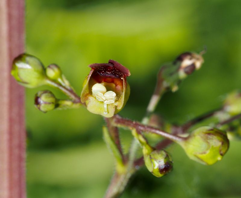 Flenört, Scrophularia nodosa .jpeg