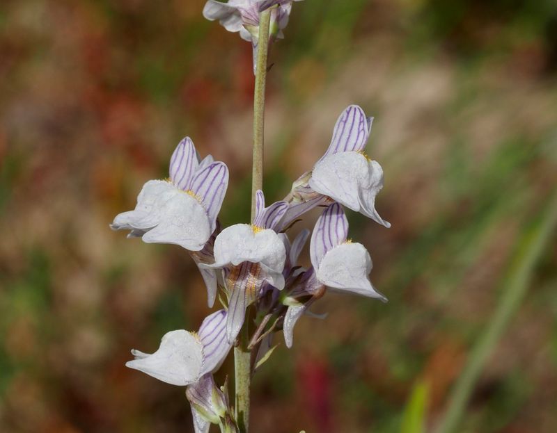 Pale Toadflax, Strimsporre (Linaria repens).jpg