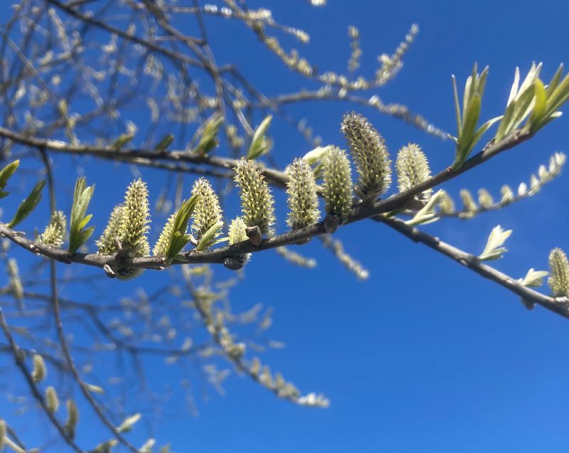 Vitpil, Salix alba. jpeg