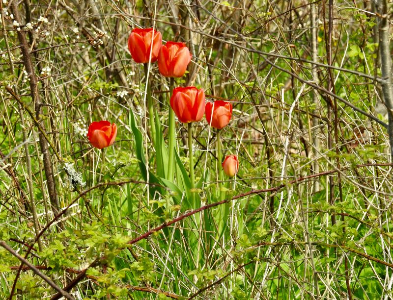 Tulpan, Tulipa gesneriana. .jpeg