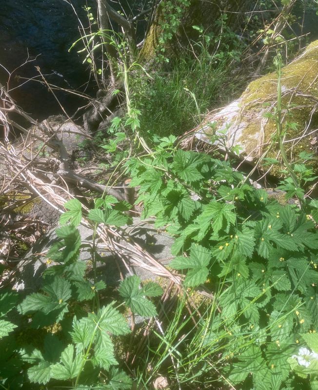 Humle, Humulus lupulus. jpeg