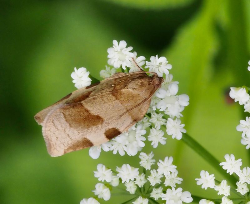 Rönnbredvecklare, Choristoneura hebenstreitella. jpeg