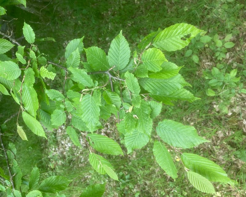 Avenbok, Carpinus betulus. .jpeg