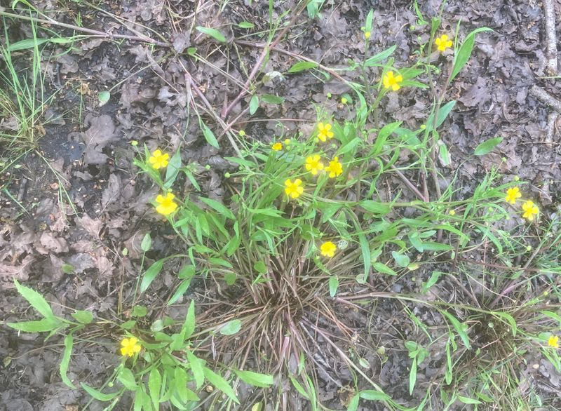 Ältranunkel, Ranunculus flammula. .jpeg